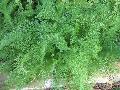 Common Yarrow / Achillea millefolium